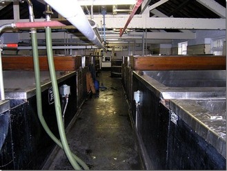 The long fermentation room 1